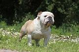 BULLDOG ANGLAIS 030